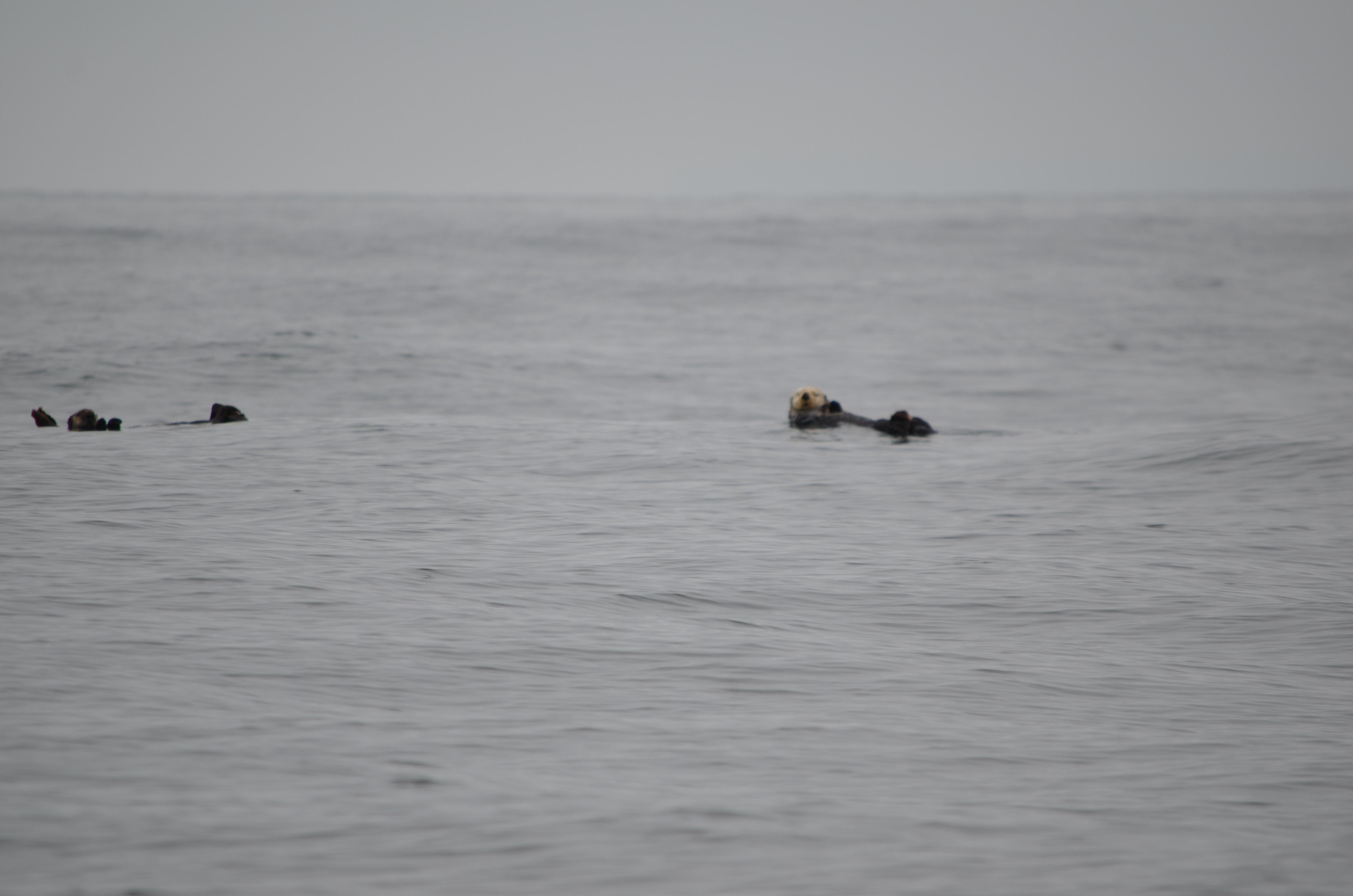 photos/wildlife/Mammal_Species/Sea Otter/DSC_0366.JPG